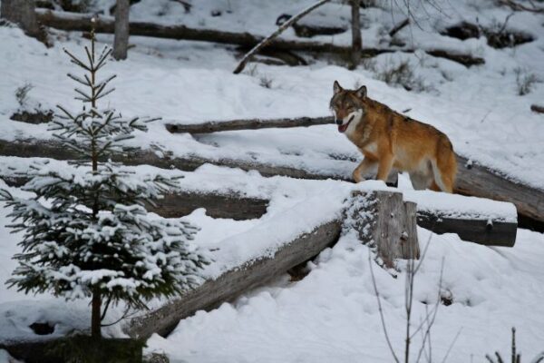 Dire Wolf vs. Gray Wolf - Key Genetic and Behavioral Differences Revealed by Colossal